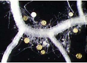 Symbivit A Symbivit természetes eredetű mikorrhiza gombákat tartalmaz, amely hifa-hálózata segítségével megnöveli a gyökér víz- és tápelem felvételére szolgáló felületének nagyságát.