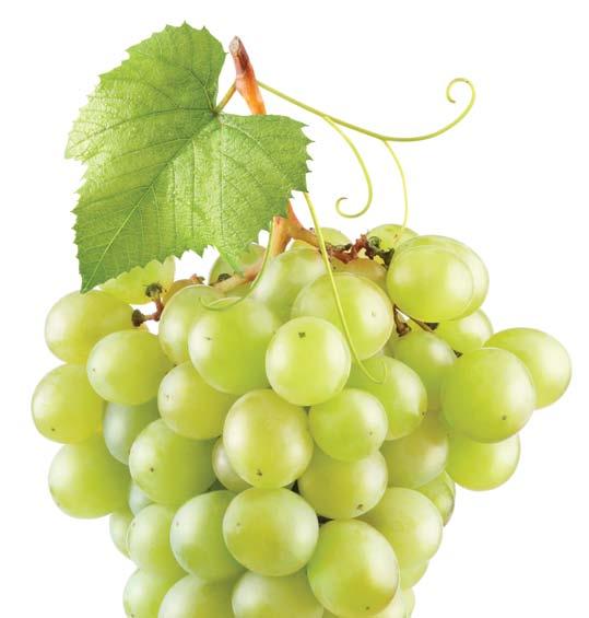 Symbivit Kísérleti eredmények A Symbivit hatása a szőlőmennyiségre (5000 tő, 2012) 800 700 600 Fürttermés Mustfok A must ph (kg/m 2 ) titrálható savtartalma (g/l)