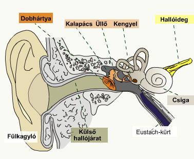 A fül felépítése Pap János: Az emberi hallószerv és a hallás