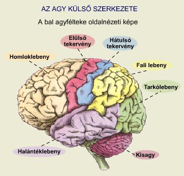 A kortikális fonetika alapegysége: neuréma 1 (az egy