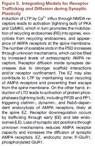 A receptorok eloszlása és mozgása és a szinaptikus plaszticitás receptor recycling: -