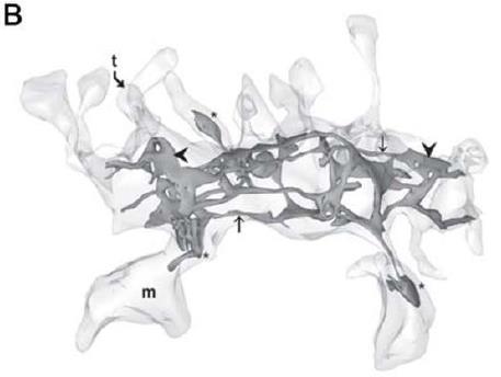 spine apparatus (