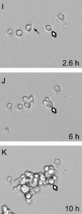 caspofunginnal kezelt) fluoreszcens mikroszkópos képe (Rueda és mtsai. 2014) A D G B E C F H 2.4.1.5.