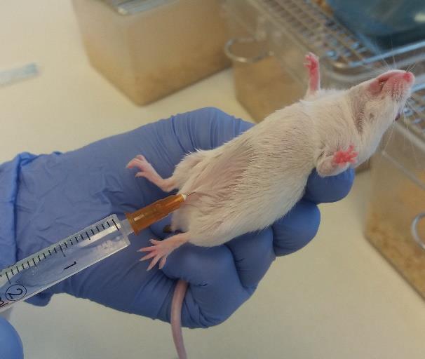 4.3.3. Antifungális terápia Az egerek kezelését a különböző, intraperitoneálisan beadott CAS (Cancidas) dózisokkal a fertőzés után 24 órával kezdtük el (5. kép). Az öt napig tartó terápia során a C.