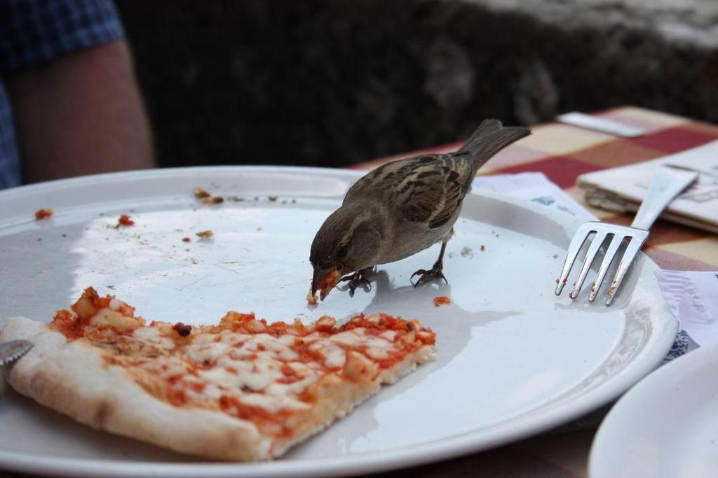 Vizsgált faj: Házi veréb (Passer domesticus) Változatos városi és vidéki élőhelyek: sokféle probléma