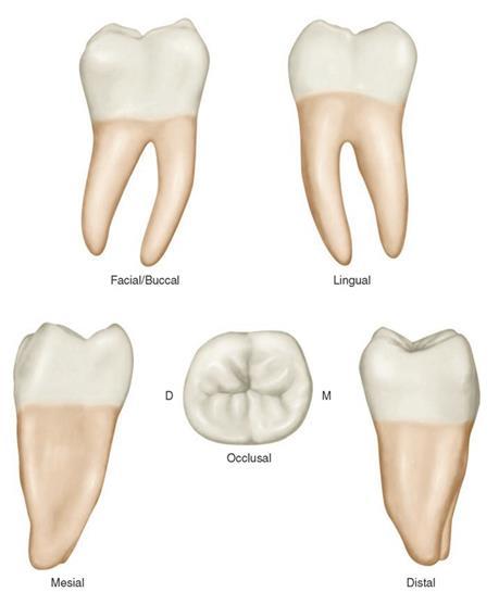 A fogak makroszkópos anatómiája, a fogászatban használatos síkok, irányok  és azok nevezéktana FOGORVOSTUDOMÁNYI K A R FOGPÓTLÁSTANI K LINIKA - PDF  Ingyenes letöltés