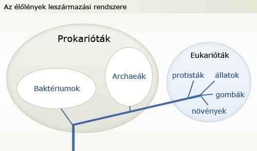 Az élőlények főbb csoportjai hat ország elmélet Molekuláris törzsfa (pl.