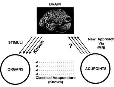 V/1. Egy hibrid -kutatás Cho et al. New findings of the correlation between acupoints and corresponding brain cortices using functional MRI.