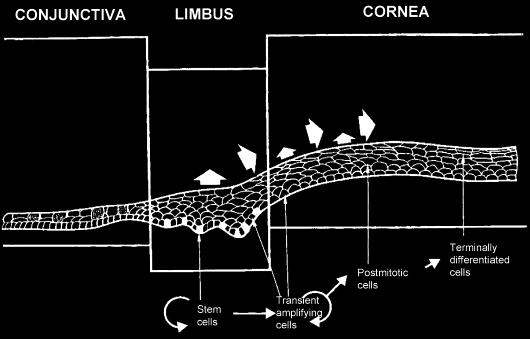Limbus és limbális őssejtek