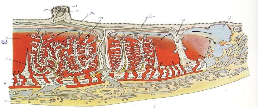 Amnion A placenta Lampé: