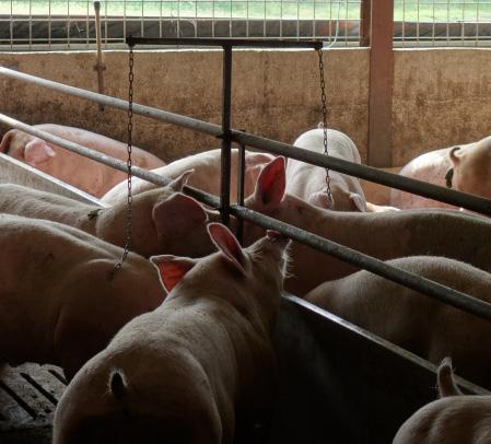 ingergazdagító anyag nem vált ki tartós érdeklődést, amennyiben a sertések más elérhető dolgokat (pl. rudakat vagy itatókat) kezdenek harapdálni vagy rágcsálni.