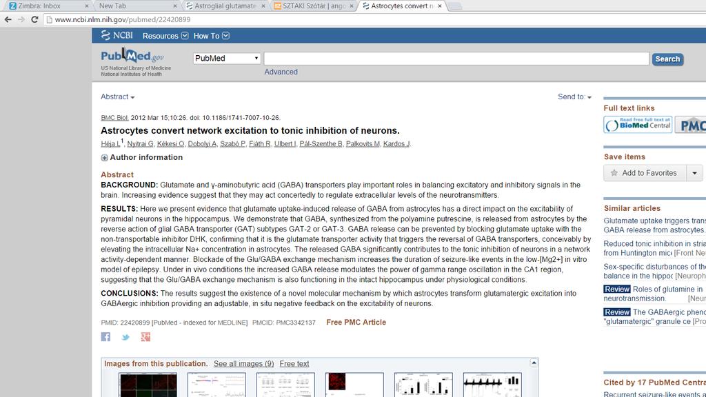 glutamate uptake-induced release of GABA from astrocytes has a direct impact on the excitability of pyramidal neurons in the hippocampus GABA transzporter megfordulásával GABA ürül asztrocitákból