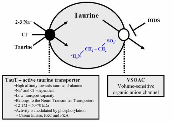 Glia fiziológia Gliális neurotranszmitter transzporterek Egyéb transzporterek asztrocitákban Taurine = 2-aminoethanesulfonic acid, nem ionos