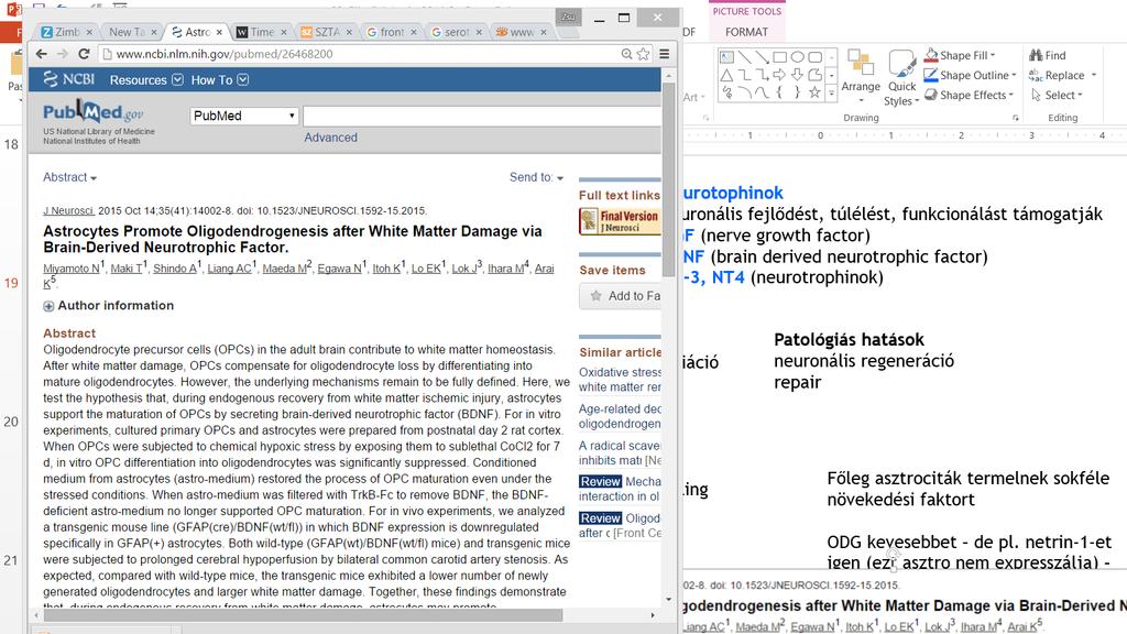 Glia fiziológia Glia eredetű növekedési faktorok Neurotophinok neuronális fejlődést, túlélést, funkcionálást támogatják NGF (nerve growth factor) BDNF (brain derived neurotrophic factor) NT-3, NT4