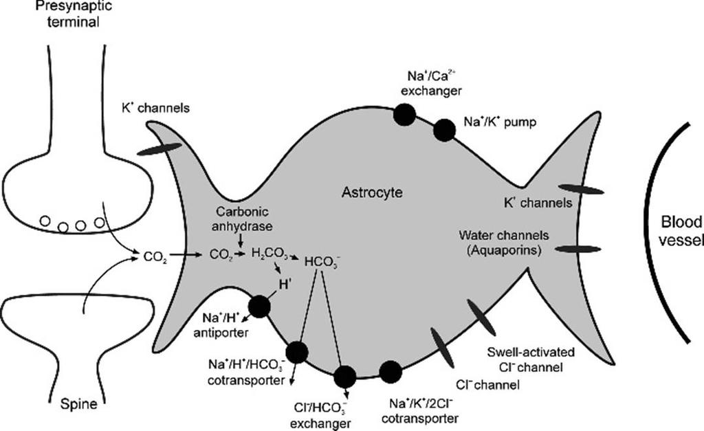 AsztroGlia fiziológia Ion-homeosztázis az extracelluláris térben A fő