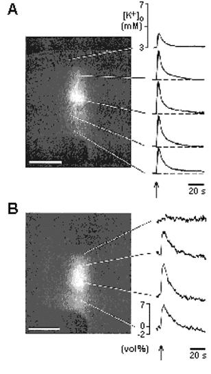 AsztroGlia fiziológia Extracellular space Intrinsic optikai szignál (IOS) intenzitása és az [K + ] ec valamint az ec tér térfogat- változásai közötti öszefüggés.