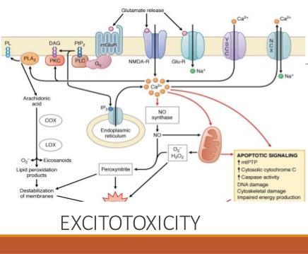 GLUTAMÁT EXCITOTOXICITÁS