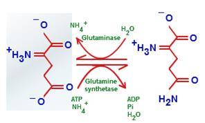 Glutamate