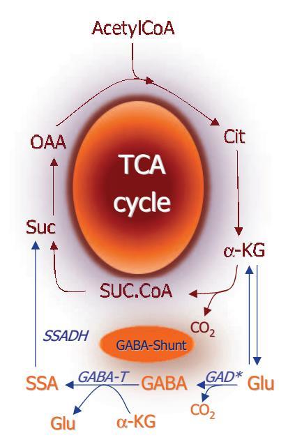 GABA shunt