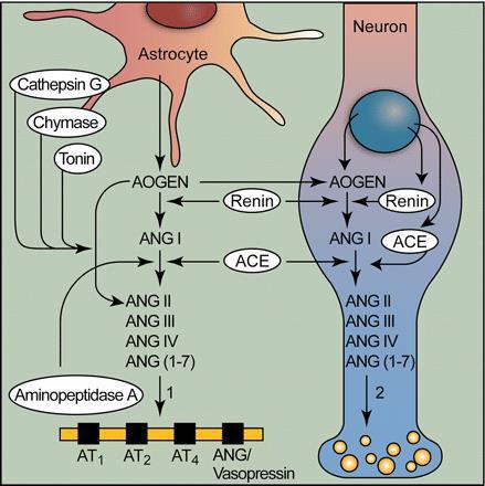 RAS az agyban 1) volume transmission : extracelluláris angiotenzin képzés, melyek