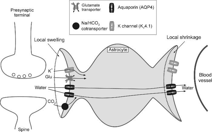 Kir és AQP kolokalizáció, ko-immunprecitipáció, molekuláris együttműködés! AsztroGlia fiziológia Víz - homeosztázis szabályozása szinaptikus aktivitás glia duzzadás lokális ec.