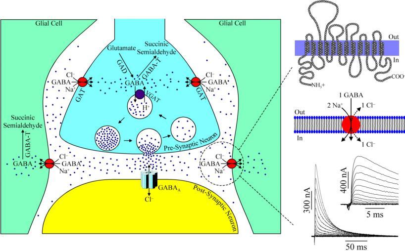 Glia fiziológia Gliális neurotranszmitter transzporterek GABA transzporterek asztrocitákban nem annyira fontosak asztroban mint glutamát-transzporterek, mert a GABA neuronális visszavétele sokkal