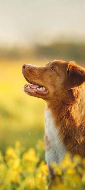 Eredeti kanadai recetúra alapján CLASSIC - NATURE - LINE Újdonság DOG CLASSIC - NATURE - LINE Átfogó táplálkozási koncepció minden kutya számára.