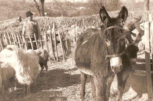 Miklós Gábor, 1950-es