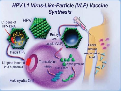 HPV VAKCINA ELŐÁLLÍTÁSA A magas rizikó csoportba tartozó pl. (HPV16, 18 stb.) L1 proteinjének kódolásáért felelős gén kivágása, plazmidba helyezése.