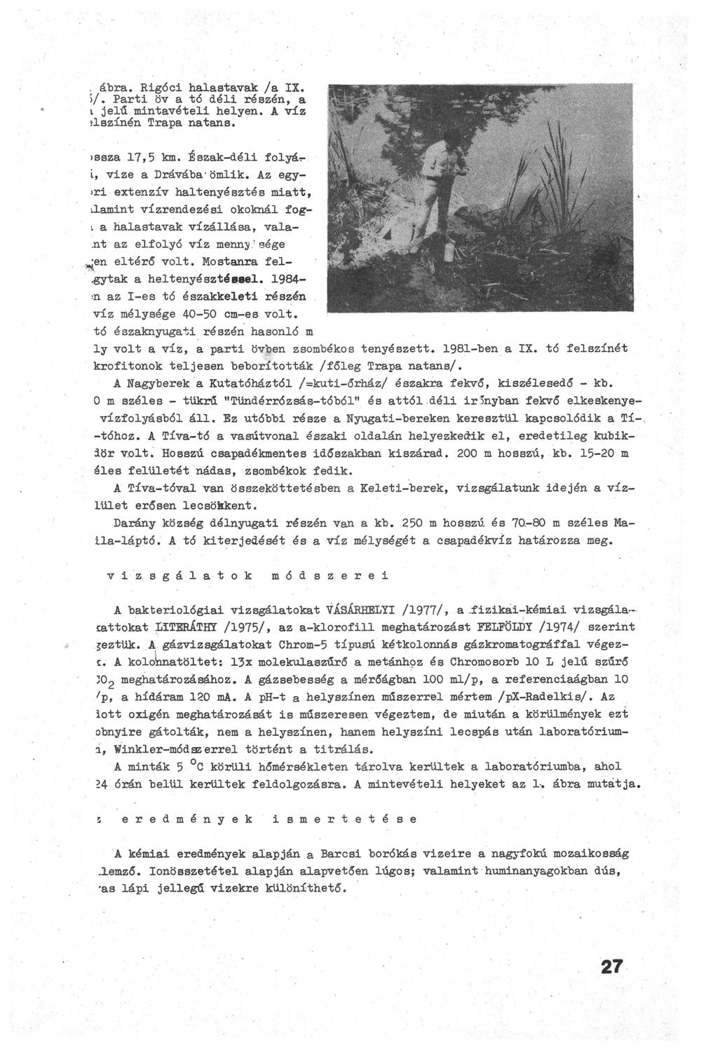 , áhra. Rigóci halastavak /а IX. >/ Parti öv a tó déli részén, a t jelű mintavételi helyen. A víz ílszínén Trapa natans. issza 17,5 km. Észak-déli folyá-ri, vize a Drávába'ömlik.