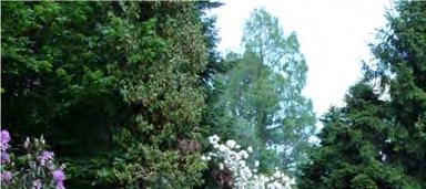 27 SÁRVÁRI ARBORÉTUM A Sárvári Arborétum Magyarország egyik legidősebb gyűjteménye.