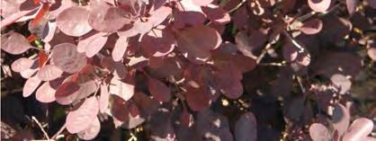 Nagyarányú burkolt felületek esetében dézsás növények kihelyezésével is növelhető a zöldfelületet (pl. Ginkgo Biloba).