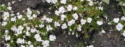 Malus x purpurea Eleyi Ajánlott egynyári, évelő kiültetés: Viola sp., Petunia sp., Tagetes sp.