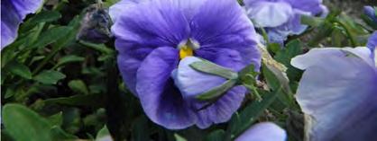Ajánlott egynyári, évelő kiültetés: Viola sp., Petunia sp., Tagetes sp.