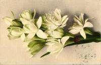 Blue flowers in a