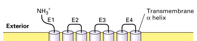 Ionotróp receptorok: ligand-szabályozott ion csatornák 43.