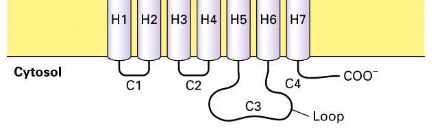 5 4 alegység 3 alegység G protein-kapcsolt receptorok - metabotróp receptorok 44.