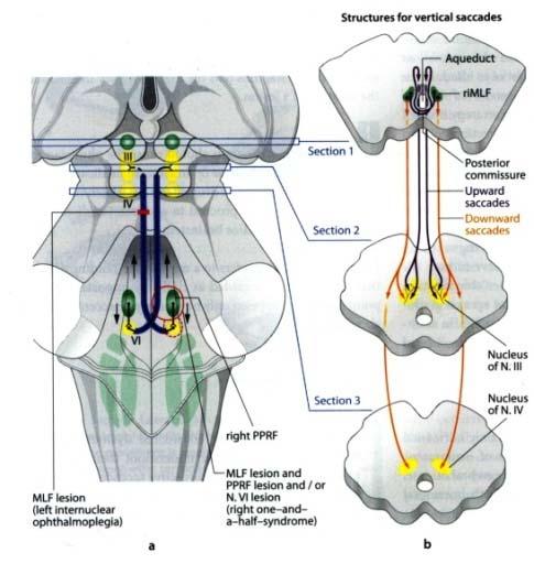 A neuro-ophthalmológia feladata a látópályarendszer és a szemmozgatórendszerek