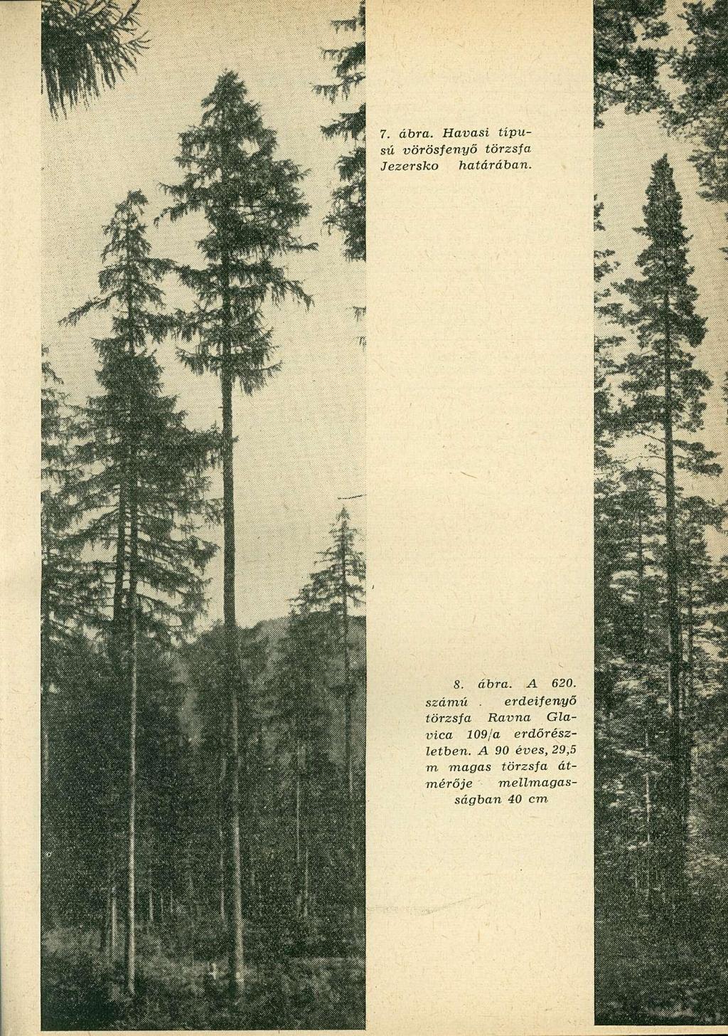 7. ábra. Havasi típusú vörösfenyő törzsfa Jezersko határában. 8. ábra. A 60. számú.
