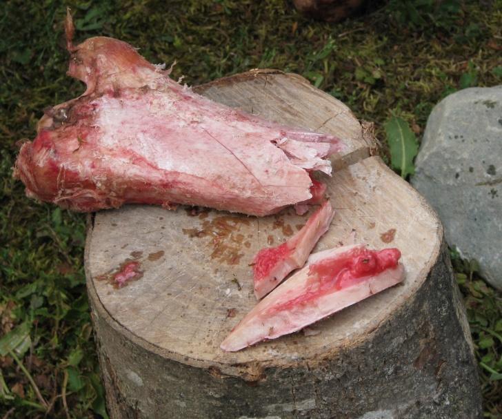 szilánkolódás Vázlatos összegzés: Segédeszközök: ütő (kemény anyagú) Csont elhelyezése: változó