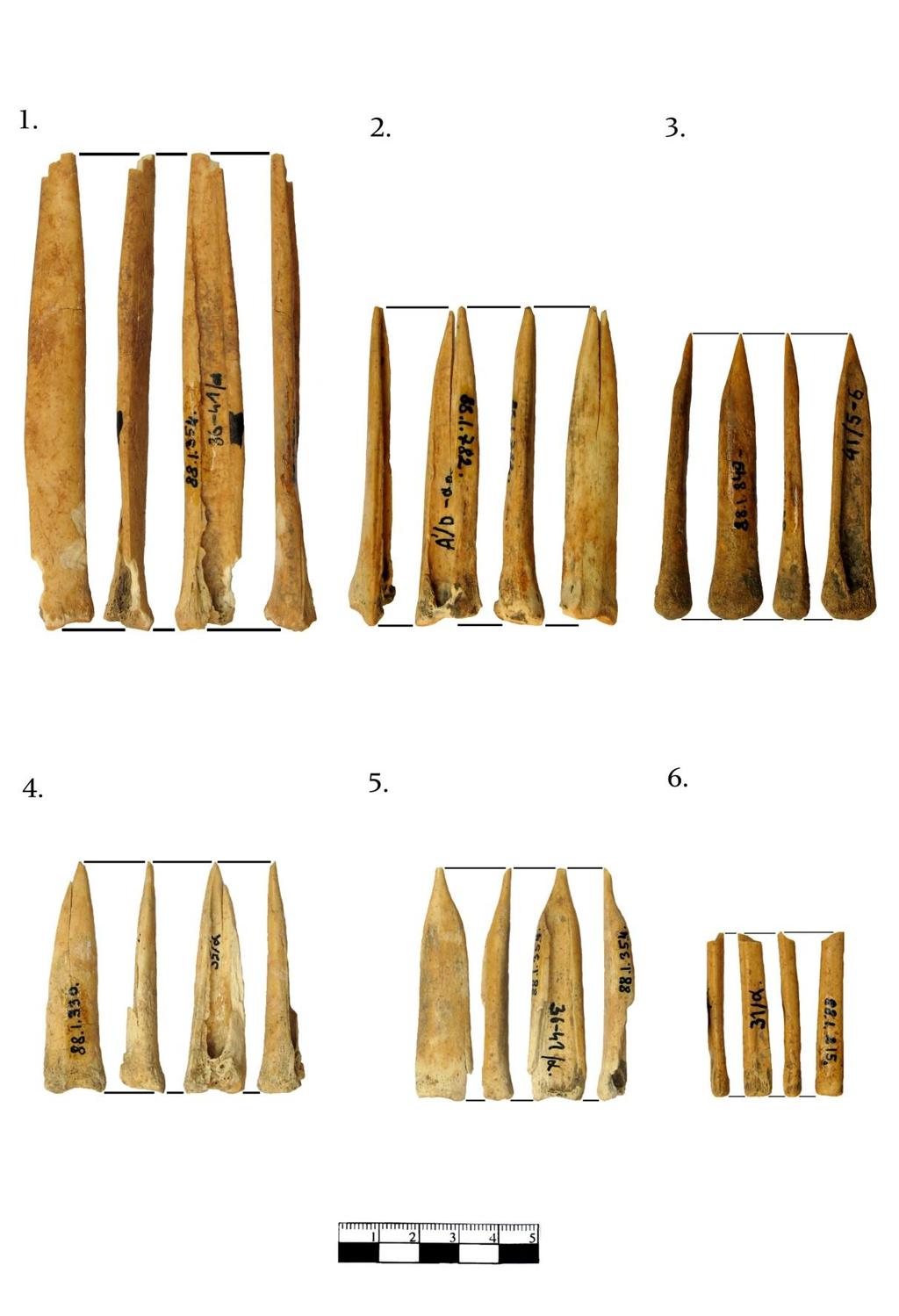 Függelék 333 5. KÉP: KISKÉRŐDZŐ FELEZETT METAPÓDIUM PROXIMÁLIS ÁRAK (SCHIBLER 1/2 TÍPUS): 1) LTSZ.: 88.1.354.