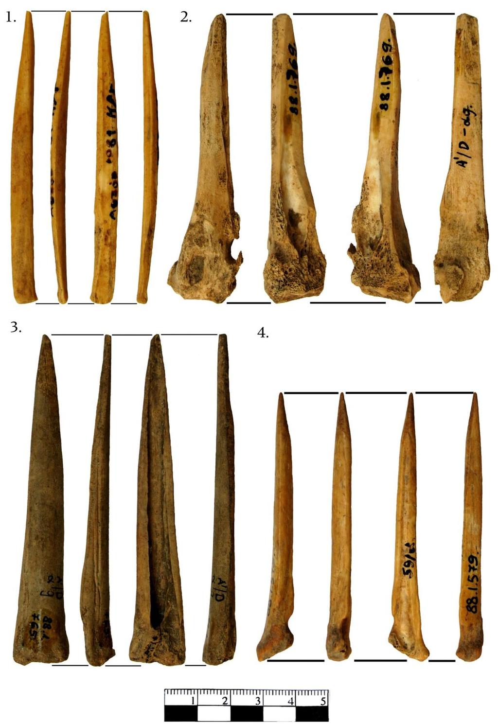 Függelék 335 7. KÉP: KISKÉRŐDZŐ FELEZETT METAPÓDIUM PROXIMÁLIS ÁRAK (SCHIBLER 1/2 TÍPUS): 4) LTSZ.: 88.1.765.