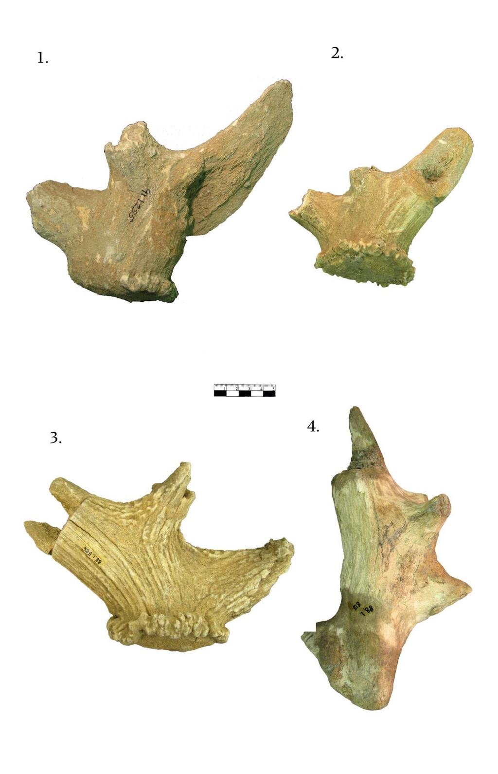 378 50. KÉP: AGANCSTŐ HULLADÉKOK. 1) LTSZ.: 91.1.255.