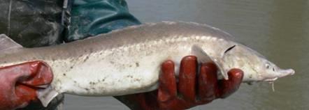 spathula) Russian sturgeon (Acipenser (Acipenser