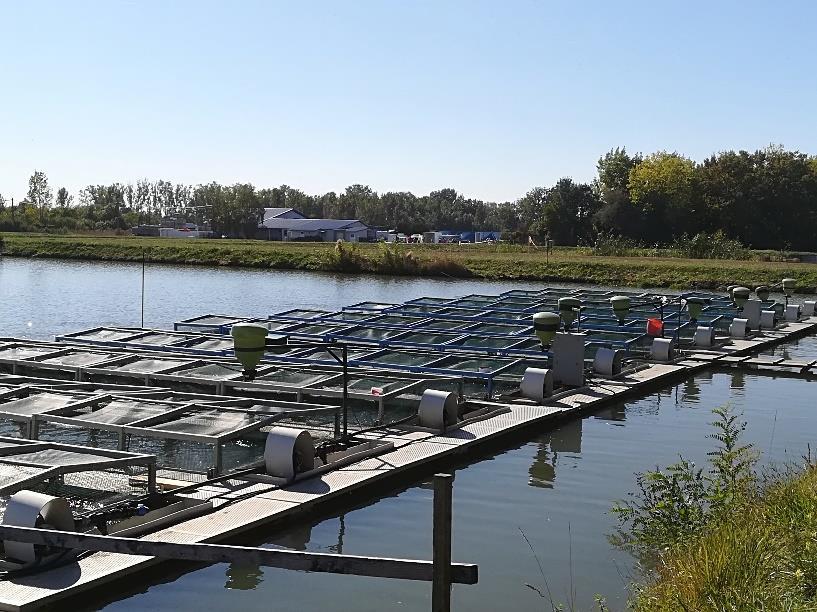 Innovatív termelési rendszerek Tó a tóban rendszer Ponty ivadéknevelés védelem a halfogyasztóktól Kontrollált ragadozó termelés Vízmozgás alacsony energiájú