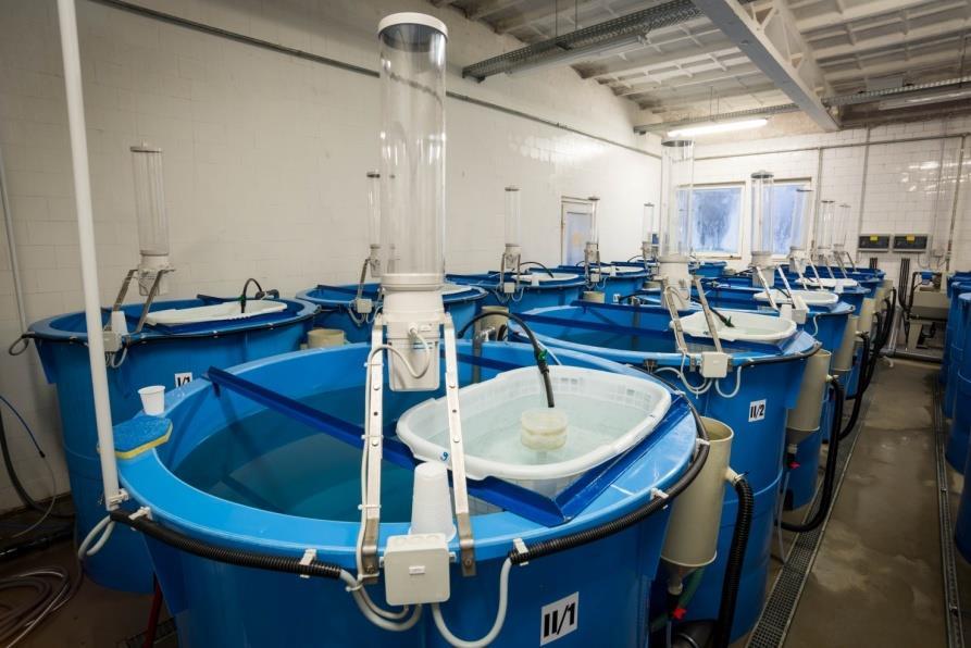 kutatások intenzív rendszerben Akvakultúra