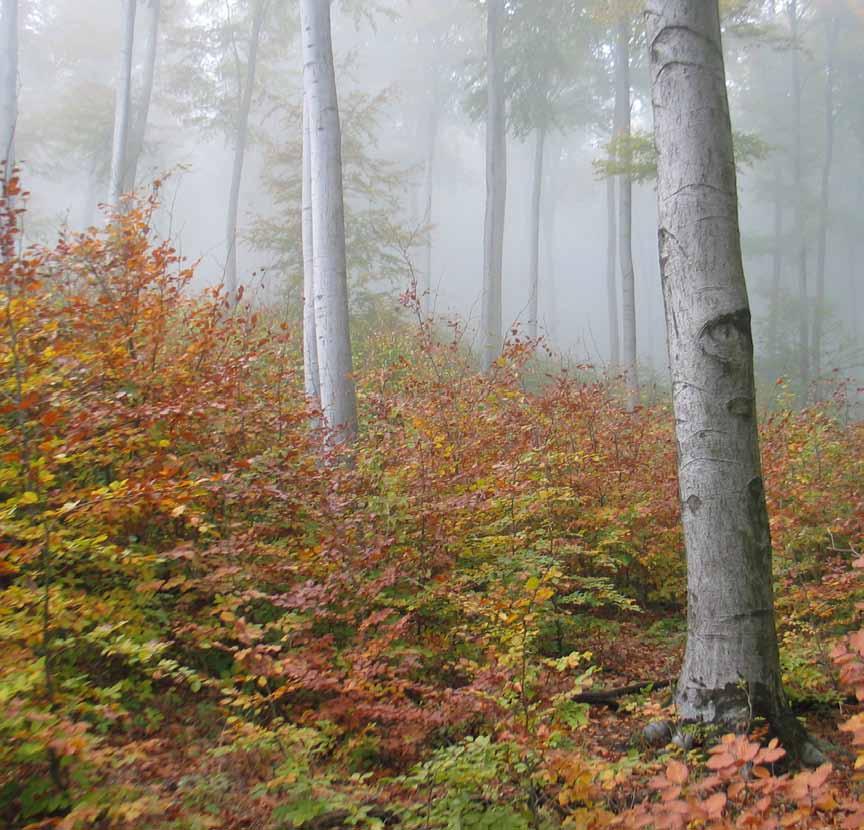 Örökerdők kezelése a Pilisi Parkerdőben A természetközeli erdőgazdálkodás fogalmának megjelenése a magyar erdészeti szaknyelvben 1990 utánra tehető, kialakulása a folyamatos borítást biztosító