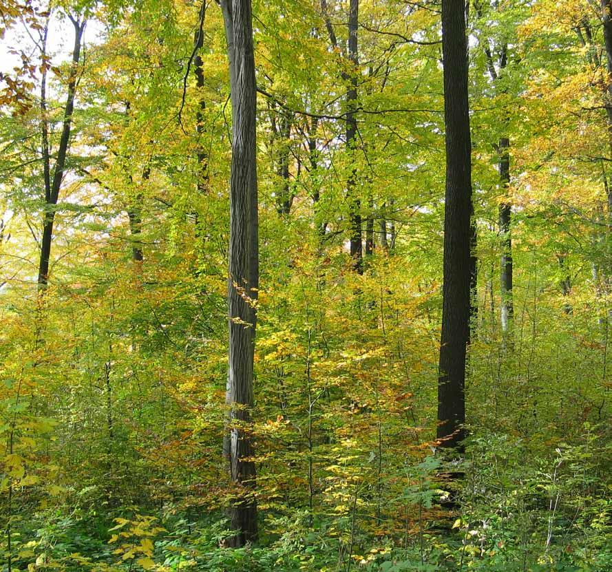 Erdőkezelés az örökerdő-gazdálkodás során Az örökerdőkben kis területen is megtalálható a fiatal-, közepes- és időskorú faegyedek összessége, egymás mellett horizontálisan, illetve vertikálisan