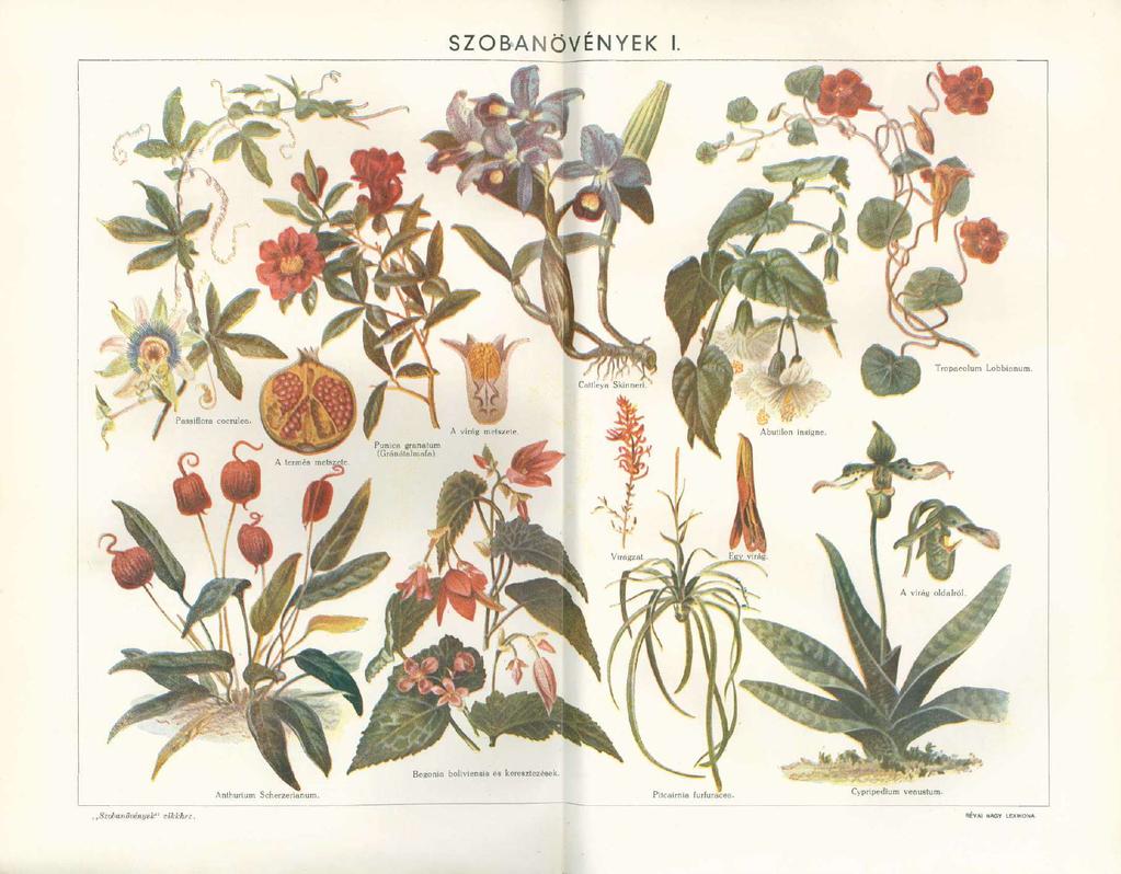 SZOBANÖVÉNYEK I. Cattleya Skinneri. Tropaeolum Lobbianum. Passiflora coerulea. A termés metszete. Punica granatum (Gránátalmafa). A virág metszete. Abutilon insigne. Virágzat.