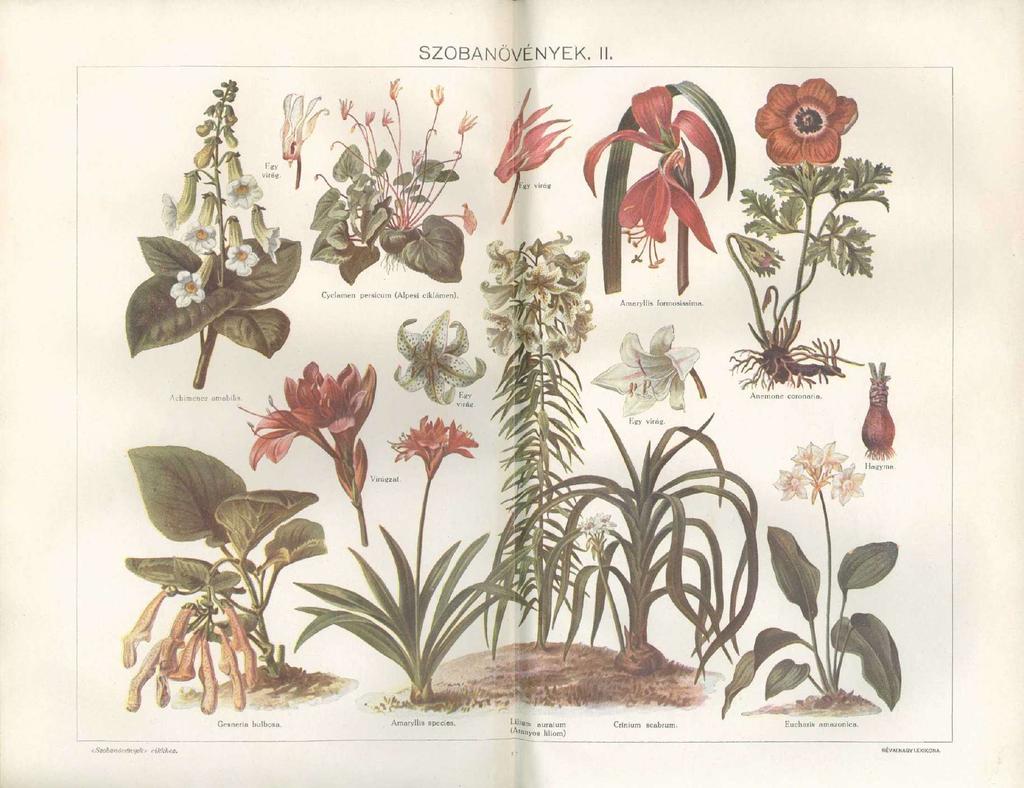 SZOBANÖVÉNYEK. II. Egy virág. Egy virág Cyclamen persicum (Alpesi ciklámen). Amaryllis formosissima. Auhimenes amabilis. Egy virág. Anemone coronaria. Egy virág. Virágzat.
